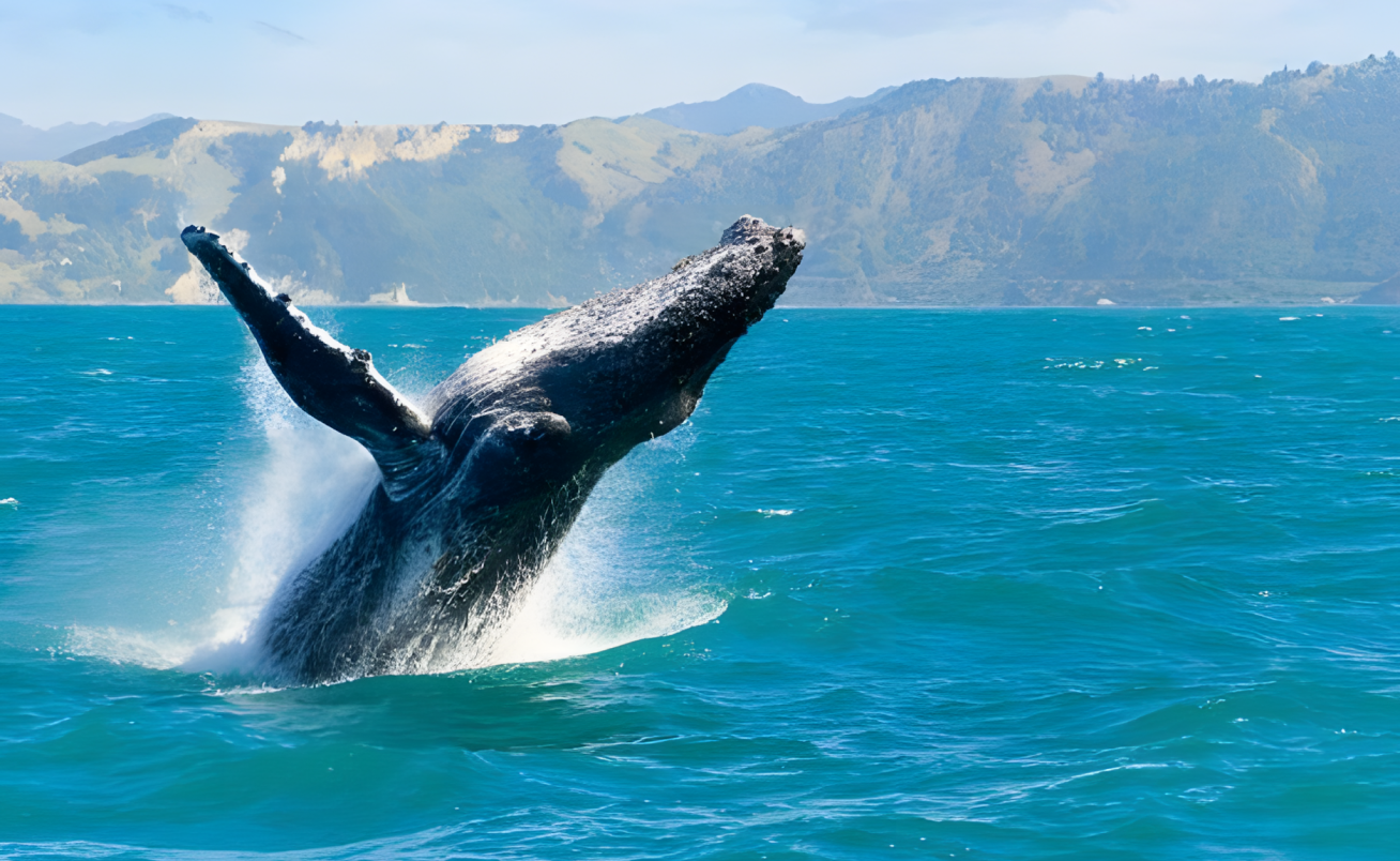 Wildlife & Fjord Luxe Expedition: Kaikoura to Milford