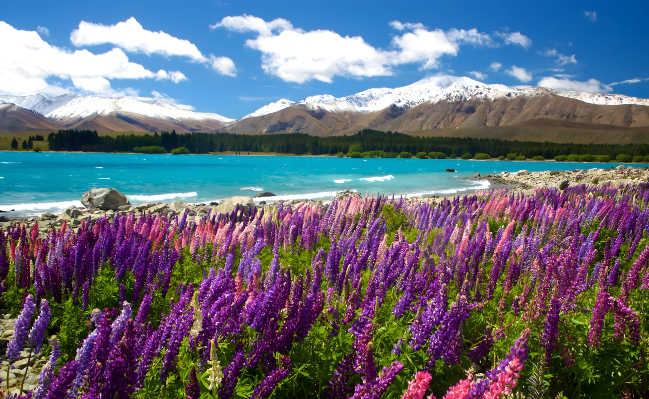 Guided tour in New Zealand