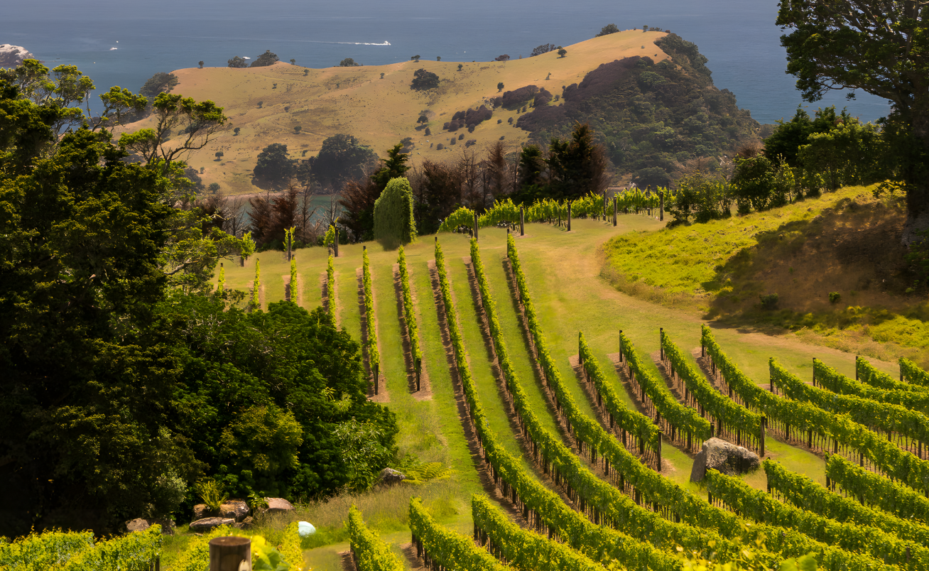 Waiheke Island Private Wine & Scenic Tour